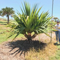 Pandanus Utilis.